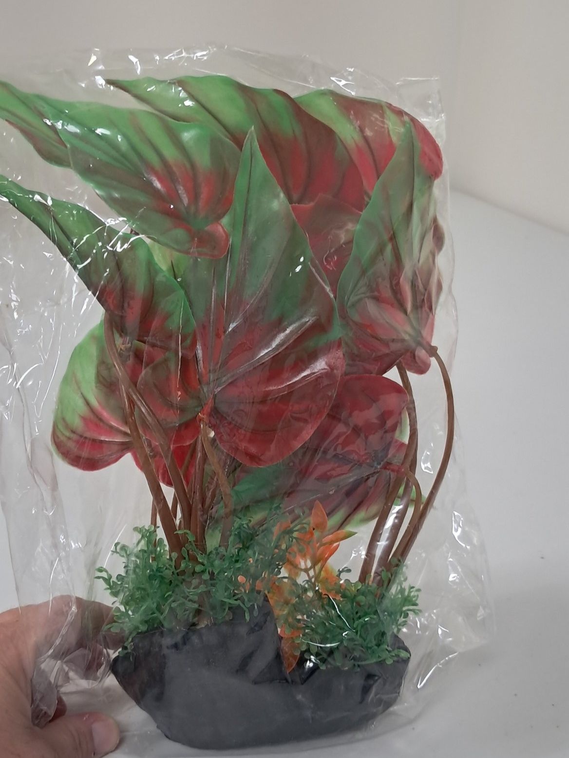 Plant for Aquarium