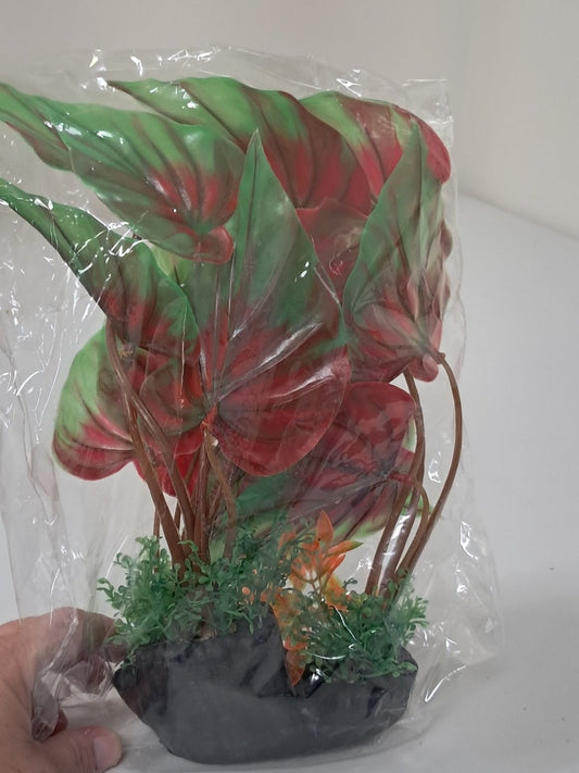 Plant for Aquarium